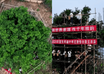 درخت سے محبت کا انوکھا انداز سب کی توجہ کا مرکز بن گیا